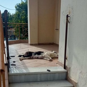 Καλύβια Αιτωλοακαρνανίας: Με φόλες δολοφόνησε σκυλιά 1 KaliviaAitoloakarnaniasDilitiriasmenaSkylia8 12 2025 1