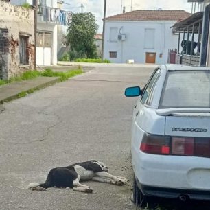 Καλύβια Αιτωλοακαρνανίας: Με φόλες δολοφόνησε σκυλιά 3 KaliviaAitoloakarnaniasDilitiriasmenaSkylia8 12 2025 3