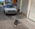 Καλύβια Αιτωλοακαρνανίας: Με φόλες δολοφόνησε σκυλιά