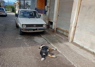Καλύβια Αιτωλοακαρνανίας: Με φόλες δολοφόνησε σκυλιά