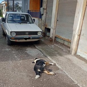 Καλύβια Αιτωλοακαρνανίας: Με φόλες δολοφόνησε σκυλιά 2 KaliviaAitoloakarnaniasDilitiriasmenaSkylia8 12 2025 4