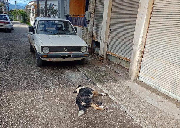 Καλύβια Αιτωλοακαρνανίας: Με φόλες δολοφόνησε σκυλιά