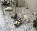 Λιθαράκια Πύργου Ηλείας: Πάνω από 60 γάτες δολοφονημένες με φόλες – Αδιάφορη η Αστυνομία καταγγέλλουν κάτοικοι