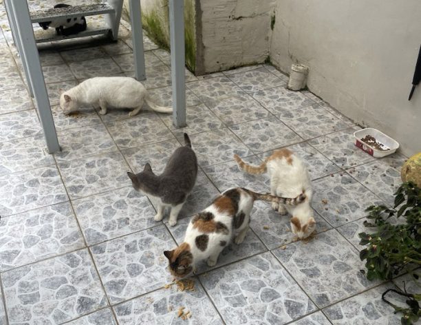 Λιθαράκια Πύργου Ηλείας: Πάνω από 60 γάτες δολοφονημένες με φόλες – Αδιάφορη η Αστυνομία καταγγέλλουν κάτοικοι