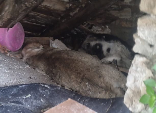 Μεσολόγγι Αιτωλοακαρνανίας: Συνεχίζεται η εξόντωση ζώων με φόλες