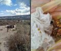 Φοινικιά Ηρακλείου Κρήτης: Σακούλα γεμάτη φόλες - δηλητηριασμένο κρέας εντόπισε ο εκπαιδευμένος σκύλος