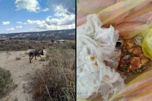 Φοινικιά Ηρακλείου Κρήτης: Σακούλα γεμάτη φόλες - δηλητηριασμένο κρέας εντόπισε ο εκπαιδευμένος σκύλος