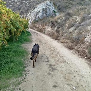 Φοινικιά Ηρακλείου Κρήτης: Σακούλα γεμάτη φόλες - δηλητηριασμένο κρέας εντόπισε ο εκπαιδευμένος σκύλος 6 MixelidakisFoinikiaIrakleiouKritisFoles28 11 2025 3