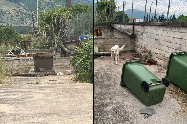 Δράμα: Καταδικάστηκε με αναστολή αντιδήμαρχος Προσοτσάνης για την κακοποίηση αδέσποτου σκύλου που βρέθηκε δεμένος στον ήλιο χωρίς νερό (βίντεο)