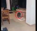 Μετά την Κέρκυρα βρέθηκε Ρακούν και στην Κεφαλλονιά (βίντεο)