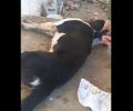 Σκεπαστό Αχαΐας: Έριξε φόλες και δηλητηρίασε σκυλιά (βίντεο)