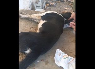 Σκεπαστό Αχαΐας: Έριξε φόλες και δηλητηρίασε σκυλιά (βίντεο)