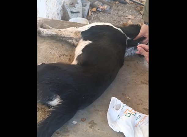 Σκεπαστό Αχαΐας: Έριξε φόλες και δηλητηρίασε σκυλιά (βίντεο)