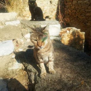 Σύμη: Ακόμα μια γάτα πυροβολημένη με αεροβόλο 1 SymiGataPyrovolimeniAerovolo20 11 2025 3