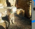 Σύμη: Ακόμα μια γάτα πυροβολημένη με αεροβόλο