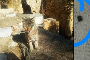 Σύμη: Ακόμα μια γάτα πυροβολημένη με αεροβόλο