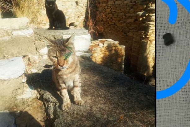 Σύμη: Ακόμα μια γάτα πυροβολημένη με αεροβόλο
