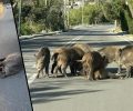 Θρακομακεδόνες Αττικής: Αγριογούρουνα στάθηκαν γύρω από το μέλος της αγέλης του που σκοτώθηκε από όχημα