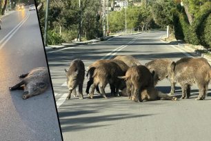 Θρακομακεδόνες Αττικής: Αγριογούρουνα στάθηκαν γύρω από το μέλος της αγέλης του που σκοτώθηκε από όχημα