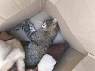 Ξάνθη: Πολλές γάτες δολοφονημένες με φόλες στη Σαρδέων