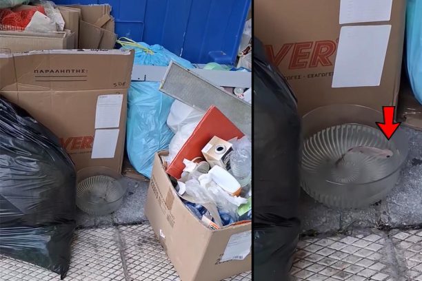 Βρήκε χρυσόψαρο ζωντανό πεταμένο στα σκουπίδια μέσα σε σαλατιέρα στου Ζωγράφου Αττικής (βίντεο)