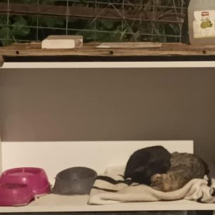 AgiosDimitriosAttikisGatesKoimountai12 2025 1