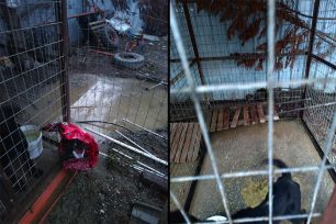 Αλεξάνδρεια Ημαθίας: Δεκάδες σκυλιά σε άθλιες συνθήκες μέσα σε λύματα στα παράνομα Δημοτικά Κυνοκομεία στο Παλαιοχώρι και στα σφαγεία (βίντεο)