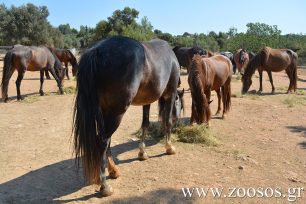 Εθελοντές φροντίζουν τα δεκάδες άλογα του Υμηττού που πια δεν κινδυνεύουν – Το κράτος έμεινε κυρίως θεατής (βίντεο)