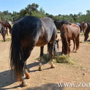 Εθελοντές φροντίζουν τα δεκάδες άλογα του Υμηττού που πια δεν κινδυνεύουν – Το κράτος έμεινε κυρίως θεατής (βίντεο) 5 AlogaYmittou25 7 2025 5