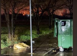 Αμπελόκηποι Δράμας: Με φόλες δολοφόνησε σκυλιά