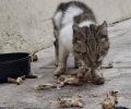 Αθήνα: Έκκληση για εξαθλιωμένη γάτα στα Σεπόλια