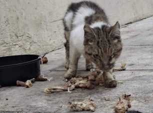 Αθήνα: Έκκληση για εξαθλιωμένη γάτα στα Σεπόλια