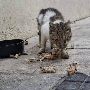 Αθήνα: Έκκληση για εξαθλιωμένη γάτα στα Σεπόλια 2 AthinaSepoliaArrostiGata16 1 2026 2