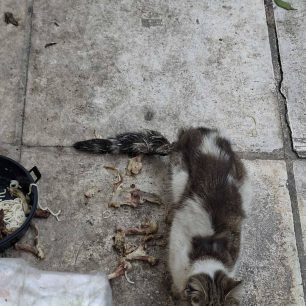 Αθήνα: Έκκληση για εξαθλιωμένη γάτα στα Σεπόλια 3 AthinaSepoliaArrostiGata16 1 2026 3