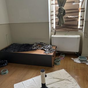 Ο Δήμος Πατρέων ζητάει βοήθεια για να υιοθετηθούν οι γάτες που κακοποιούσε συλλέκτης ζώων 34 AxaiaPatraGateSyllektisKoprana31 10 2025 3