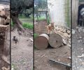 Αζογυρές Χανίων: Συνελήφθη άνδρας που κακοποιούσε τα 5 σκυλιά του – Βρέθηκαν άρρωστα και σκελετωμένα