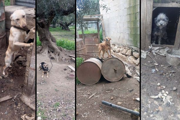 Αζογυρές Χανίων: Συνελήφθη άνδρας που κακοποιούσε τα 5 σκυλιά του – Βρέθηκαν άρρωστα και σκελετωμένα
