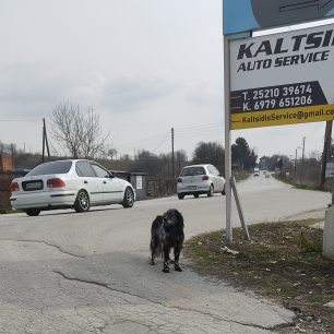 Δράμα: Ο σκελετωμένος και τραυματισμένος σκύλος τελικά ήταν πυροβολημένος! 2 DramaPyrovolimenosSkylos27 2 2025 5