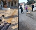 Εξαμίλια Κορινθίας: Με φόλες δολοφόνησε σκυλιά που ζούσαν έξω από την εκκλησία του Αγίου Δημητρίου