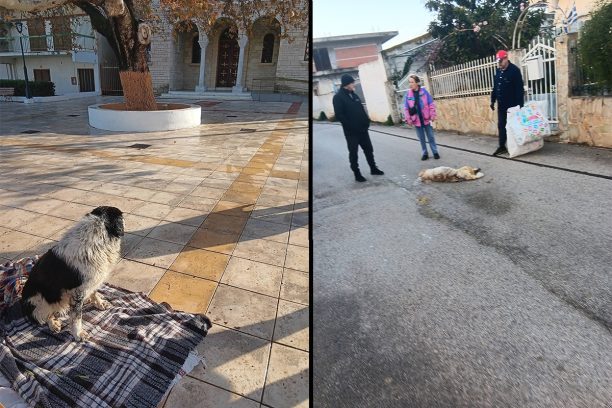 Εξαμίλια Κορινθίας: Με φόλες δολοφόνησε σκυλιά που ζούσαν έξω από την εκκλησία του Αγίου Δημητρίου