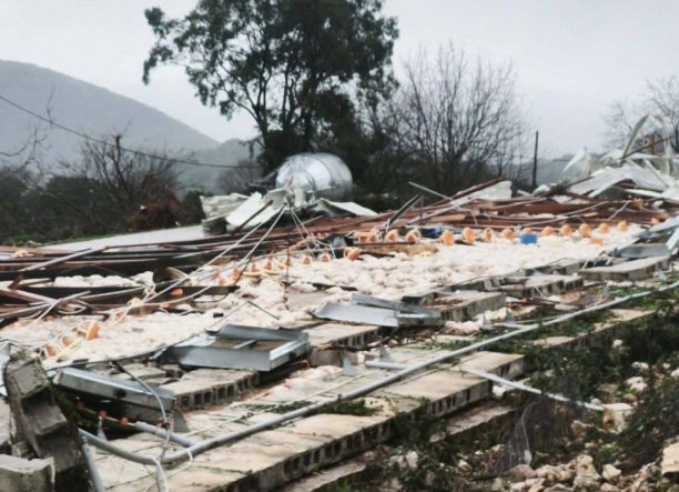 Καλπάκι Ιωαννίνων: Χιλιάδες κότες νεκρές σε πτηνοτροφική μονάδα που ισοπεδώθηκε από ανεμοστρόβιλο (βίντεο)