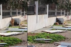 Καλύβια Θορικού Αττικής: Άφησε σκύλο αλυσοδεμένο σε χωράφι να υποστεί την ατελείωτη καταιγίδα – Τι περιμένει η ΕΛ.ΑΣ.;