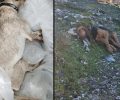 Κεφαλλονιά: Δύο σκυλιά δολοφονημένα με φόλες