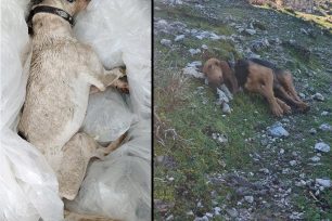 Κεφαλλονιά: Δύο σκυλιά δολοφονημένα με φόλες
