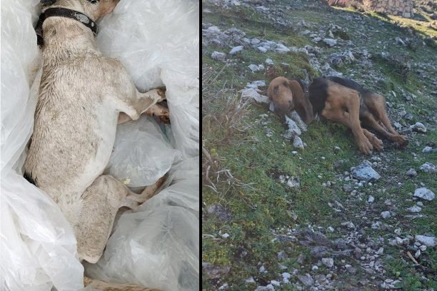 Κεφαλλονιά: Δύο σκυλιά δολοφονημένα με φόλες