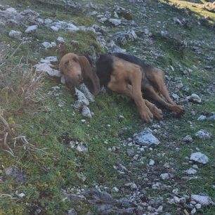 Κεφαλλονιά: Δύο σκυλιά δολοφονημένα με φόλες 4 KefalloniaDillinataDilitiriasmenosSkylos29 12 2025 1
