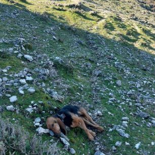 Κεφαλλονιά: Δύο σκυλιά δολοφονημένα με φόλες 2 KefalloniaDillinataDilitiriasmenosSkylos29 12 2025 2