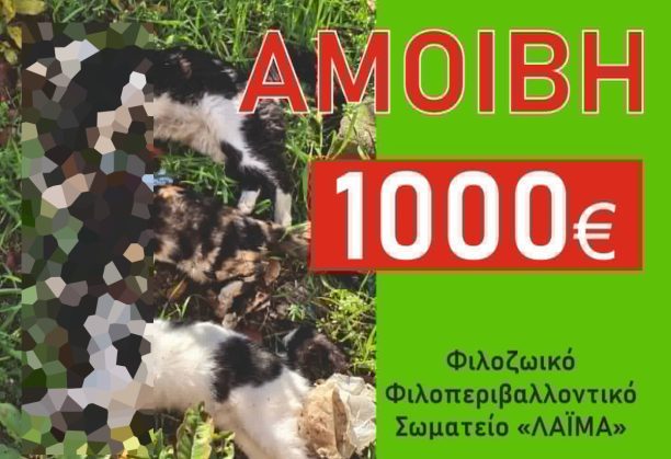Κομοτηνή Ροδόπης: Αναζητούν ποιος δολοφόνησε γάτες με φόλες