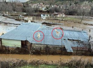 Κορομηλιά Καστοριάς: Σκυλιά ανέβηκαν στις στάνες για να γλυτώσουν από τα νερά της πλημμύρας (βίντεο)