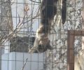 Κορυδαλλός Αττικής: Έκκληση για διάσωση γάτας που κρέμεται καθώς παγιδεύτηκε σε κάγκελα